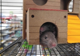 muizen verjagen theezakjes